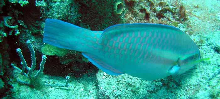 parrot-fish-2