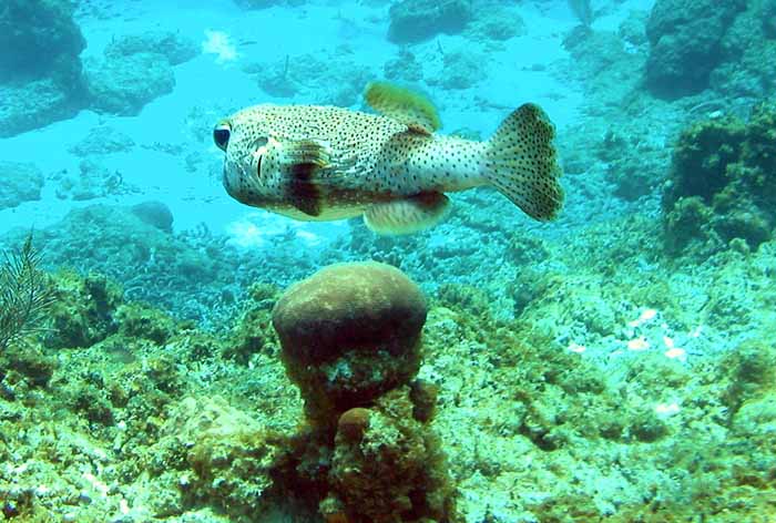porcupine-fish-1