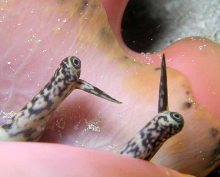queen-conch-eyes