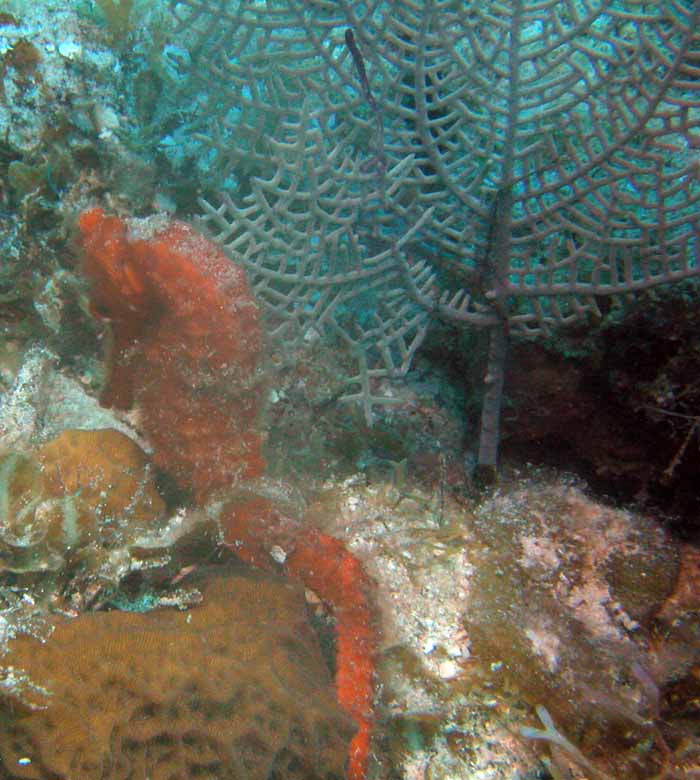 red-seahorse-2