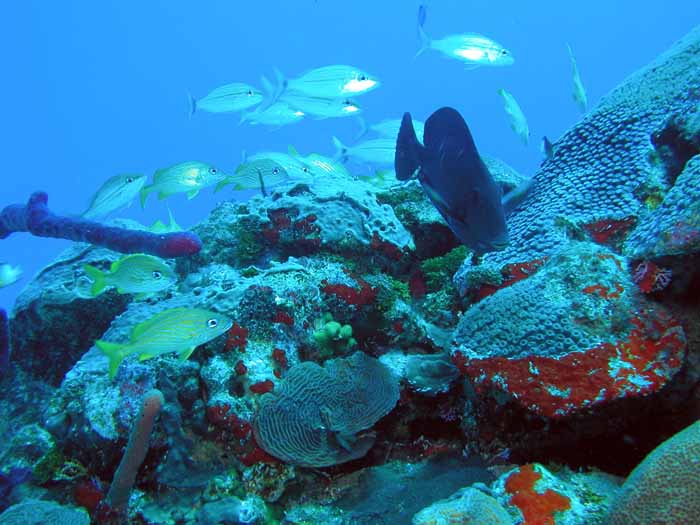 reef-fish-1