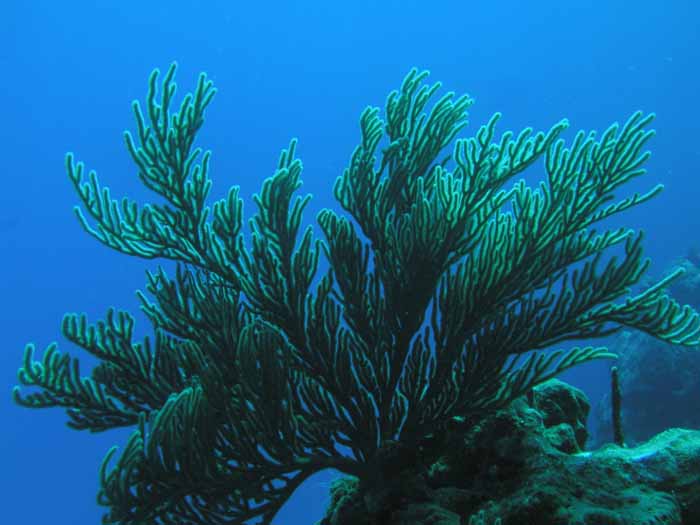 reef-scene-2