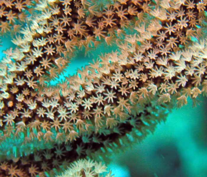 soft-corals-2