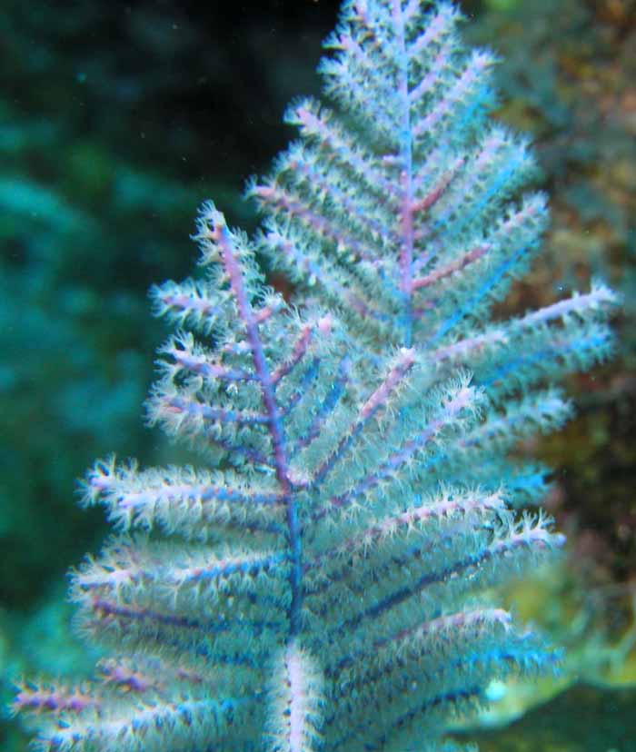 soft-corals-5