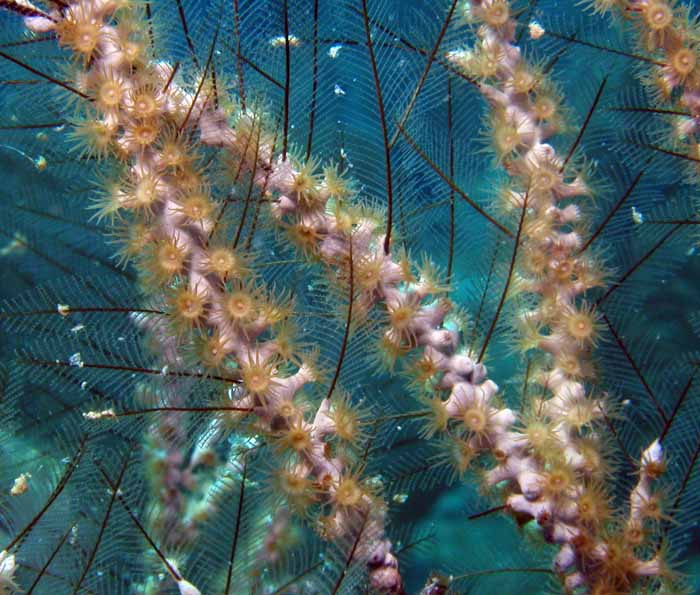 soft-corals-7