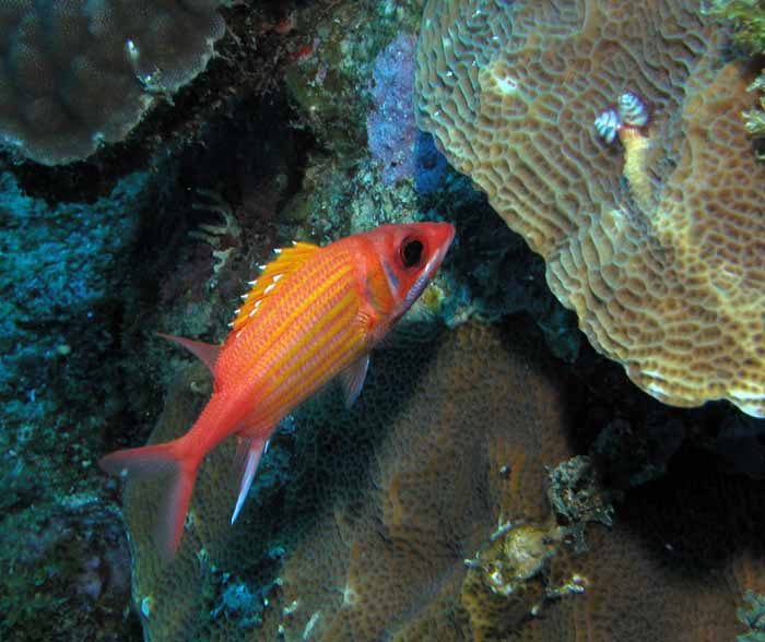 squirrel-fish-1