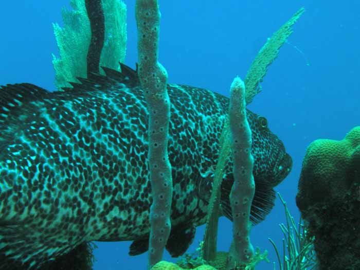 tiger-grouper-1