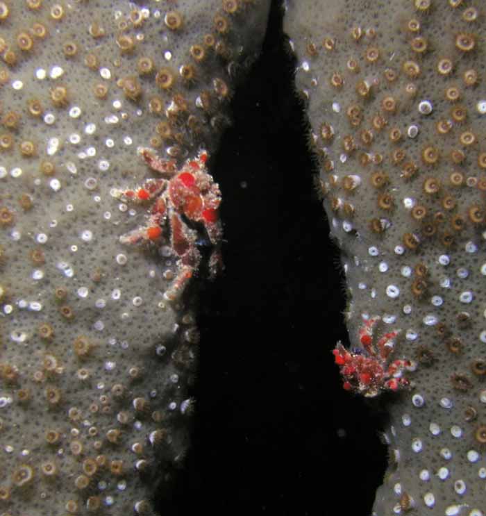 tiny-decorator-crabs-1