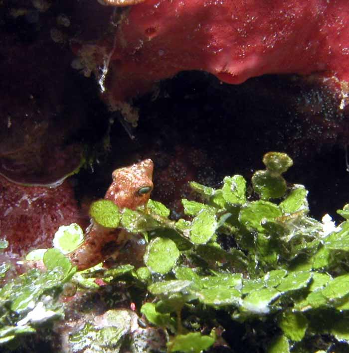 tiny-puffer