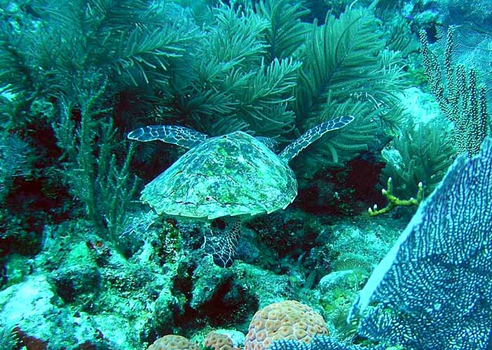 turtle2