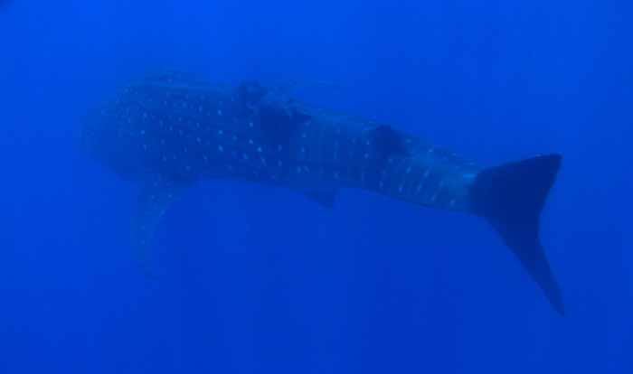 whale-shark-1