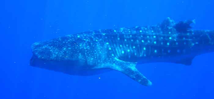 whale-shark2