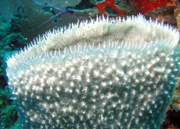 white-sponge