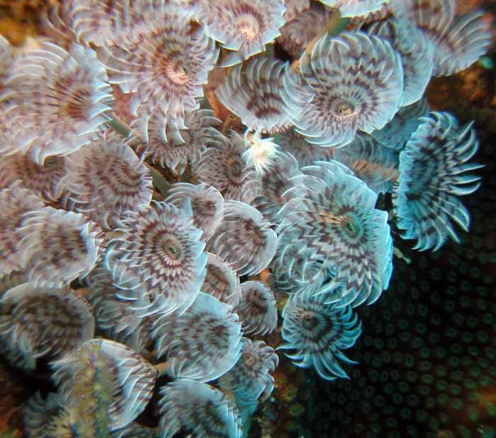 worm-colony-2
