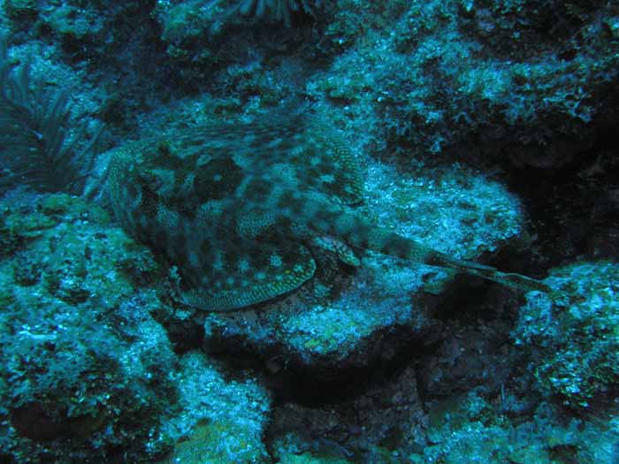 yellow-stingray-1