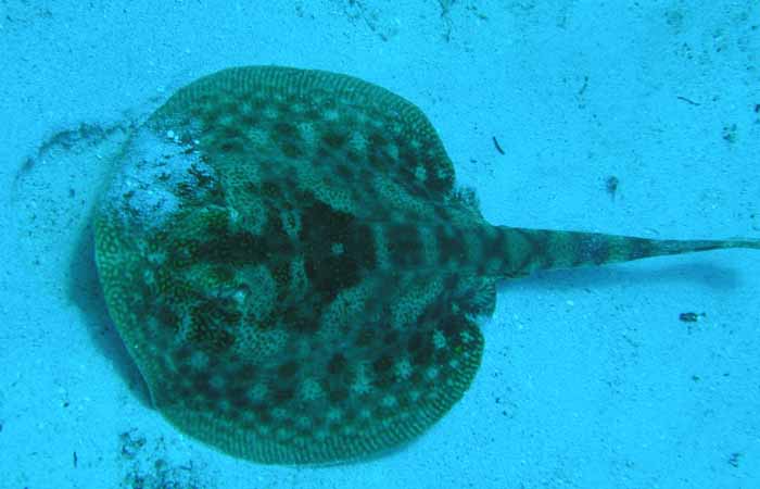 yellow-stingray-2