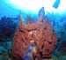 barrel-sponge