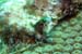 blenny-1