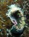 blenny-2
