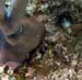 blenny-3