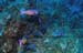 blue-chromis
