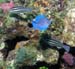 blue-tang