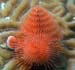 christmas-tree-orange
