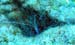 cleaner-shrimp