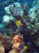 creole-wrasse