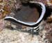 drum-
