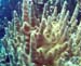 finger-coral