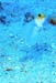 ghostfish-1