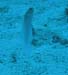 ghostfish-2