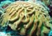 hard-coral-2