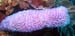 irridescent-sponge-1