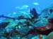 reef-fish-1