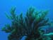 reef-scene-2