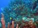 reef-scene-3a