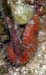seahorse3