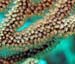 soft-corals-2