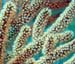 soft-corals-4