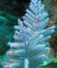 soft-corals-5