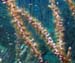 soft-corals-7
