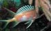squirrelfish2