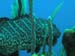 tiger-grouper-1