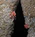 tiny-decorator-crabs-1