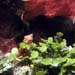 tiny-puffer
