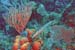 trumpet-fish-1