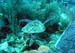 turtle2