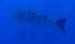 whale-shark-1